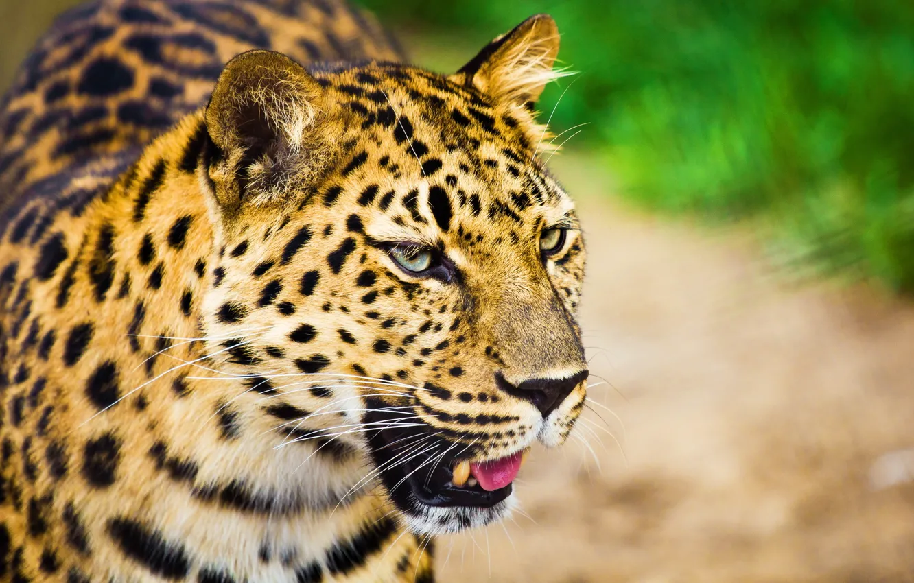 Photo wallpaper mustache, look, face, leopard, a large spotted cat