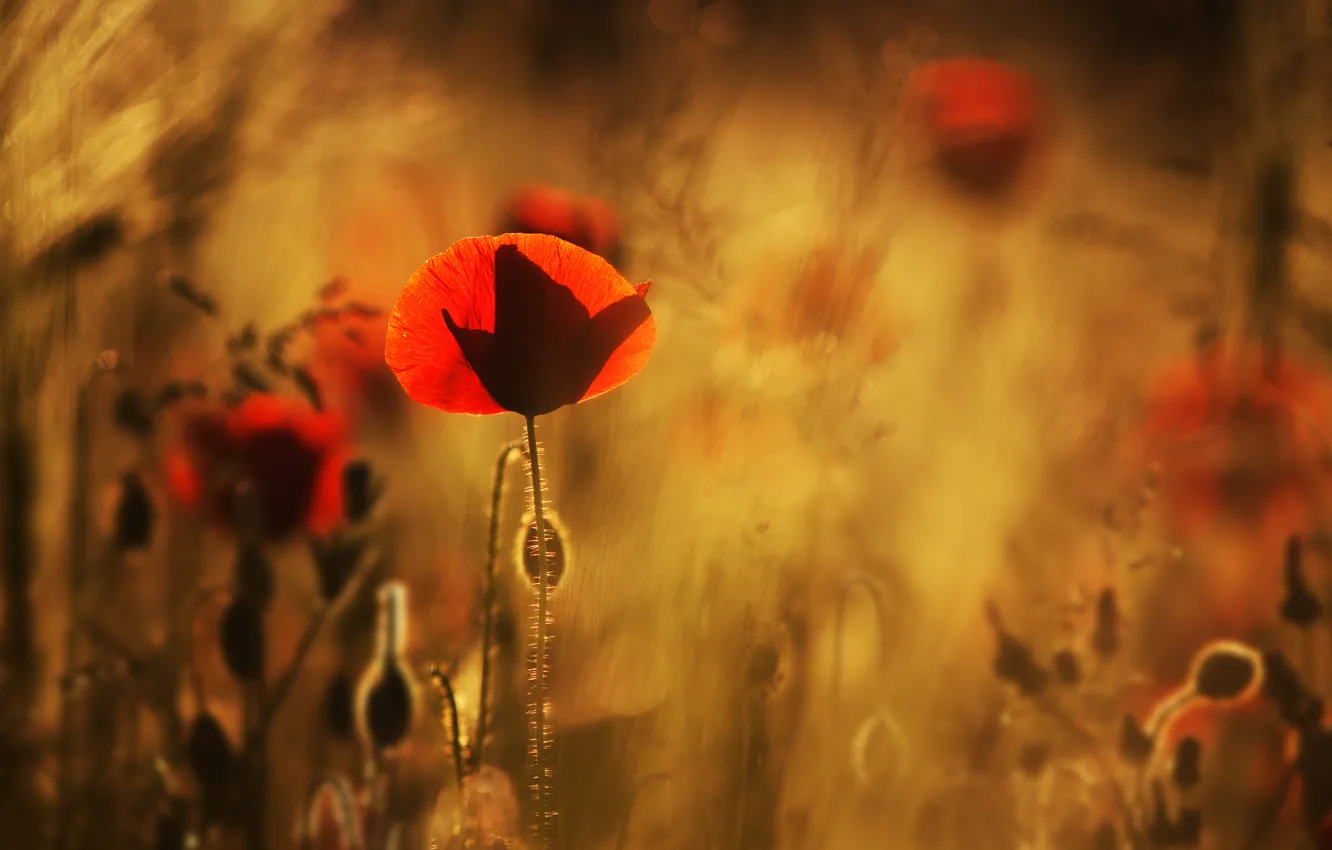 Photo wallpaper field, macro, flowers, red, Maki, blur