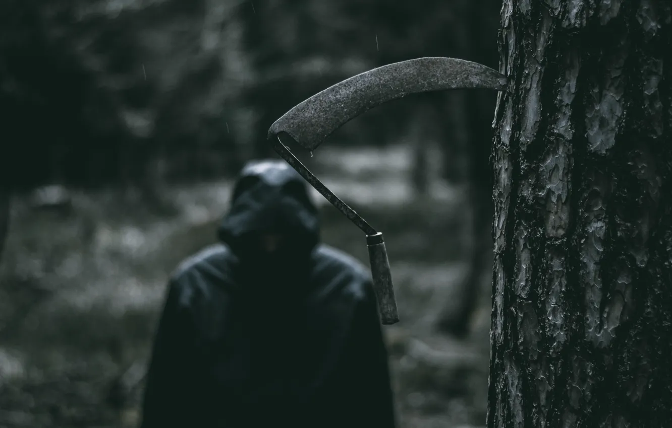 Photo wallpaper forest, trees, rain, hood, braid, male