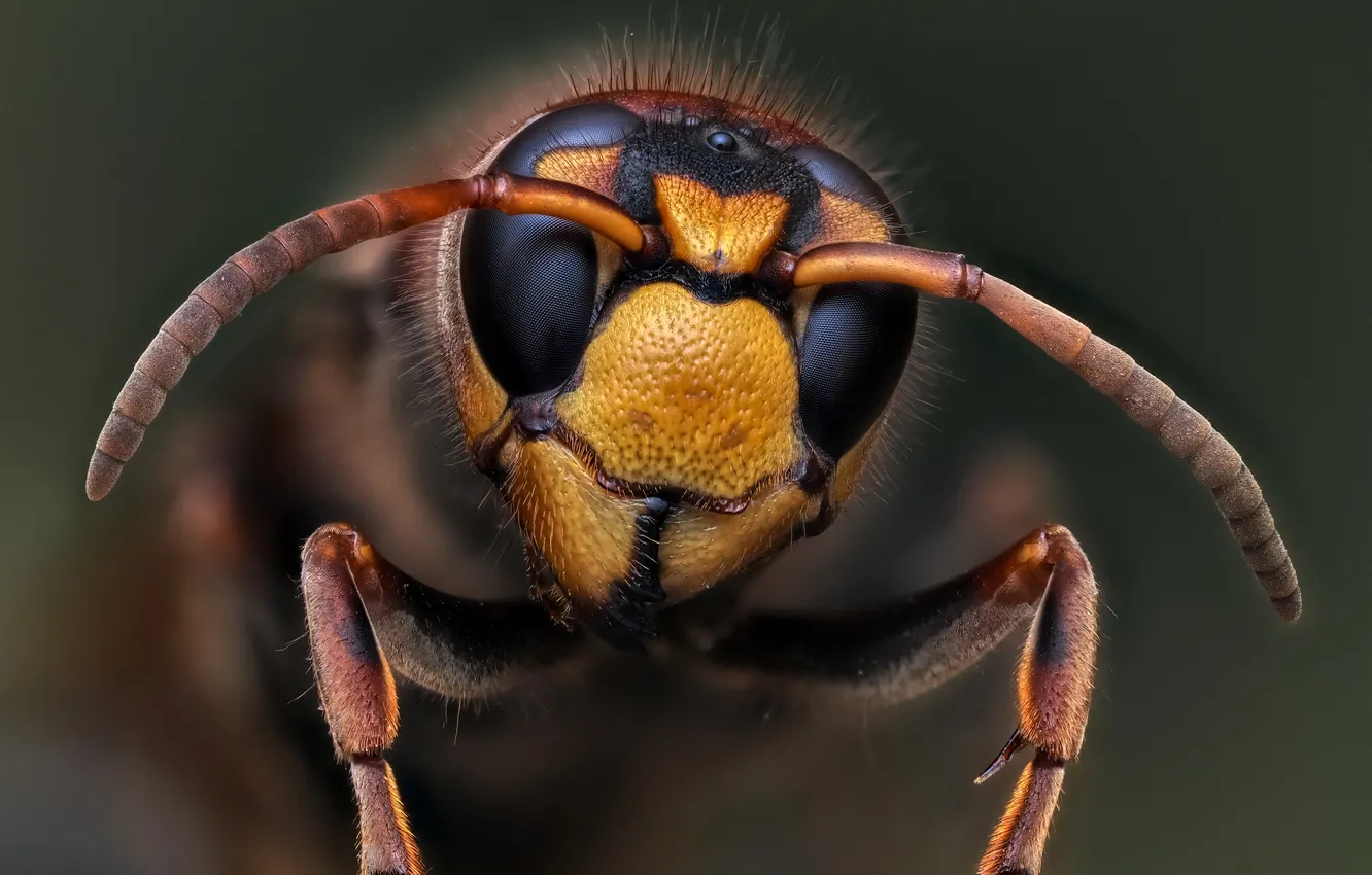 Photo wallpaper eyes, hornet, bokeh, Oleg Savitsky, macro photography of insects