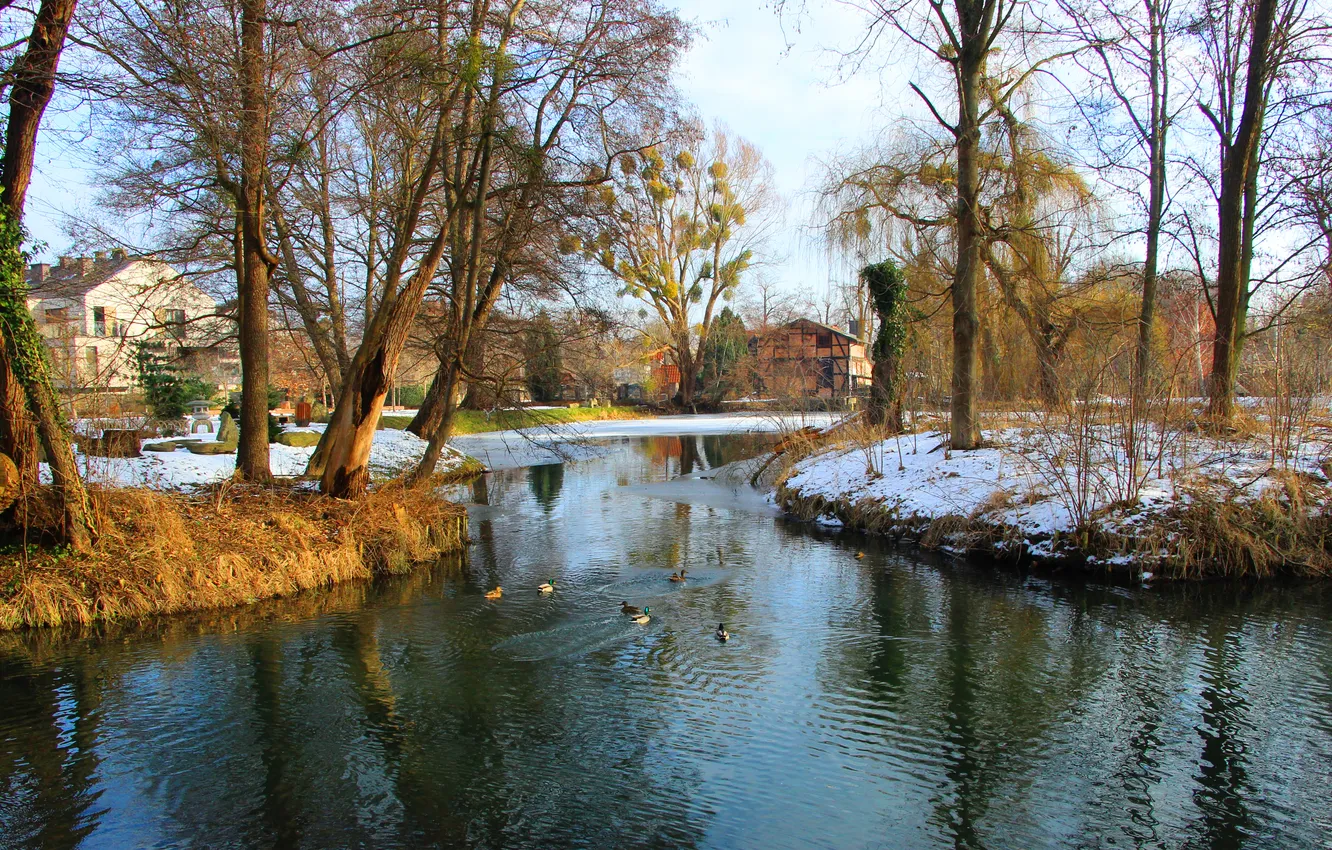 Photo wallpaper trees, water, park, pond