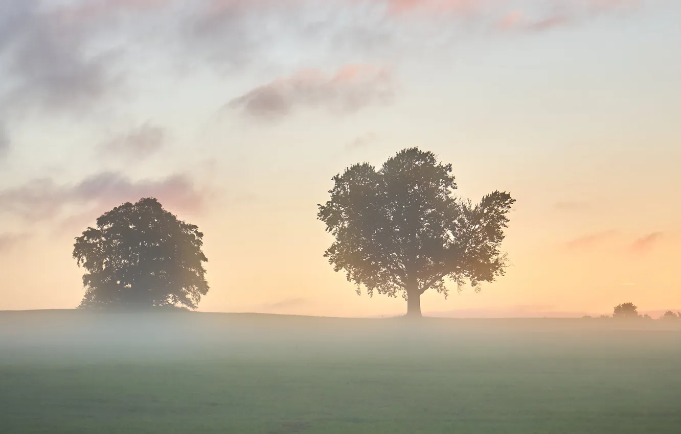 Photo wallpaper field, trees, landscape, fog, Rosa, dawn, morning