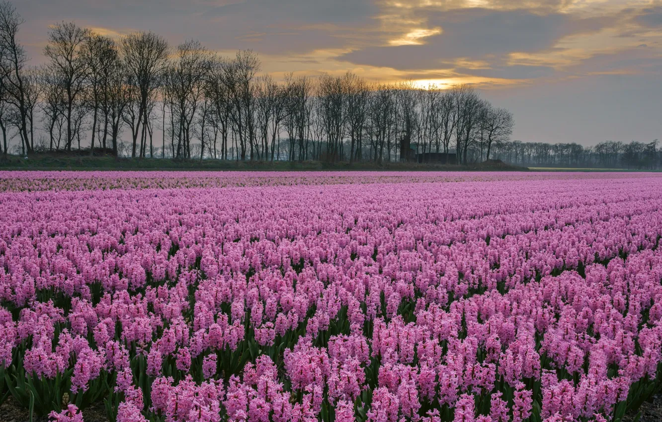 Photo wallpaper flowers, spring, plantation, hyacinths