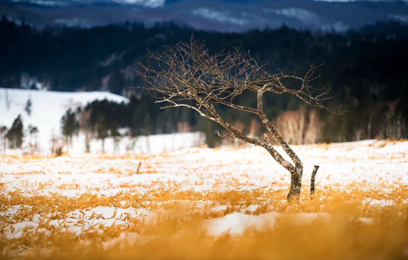 Photo wallpaper field, trees, nature