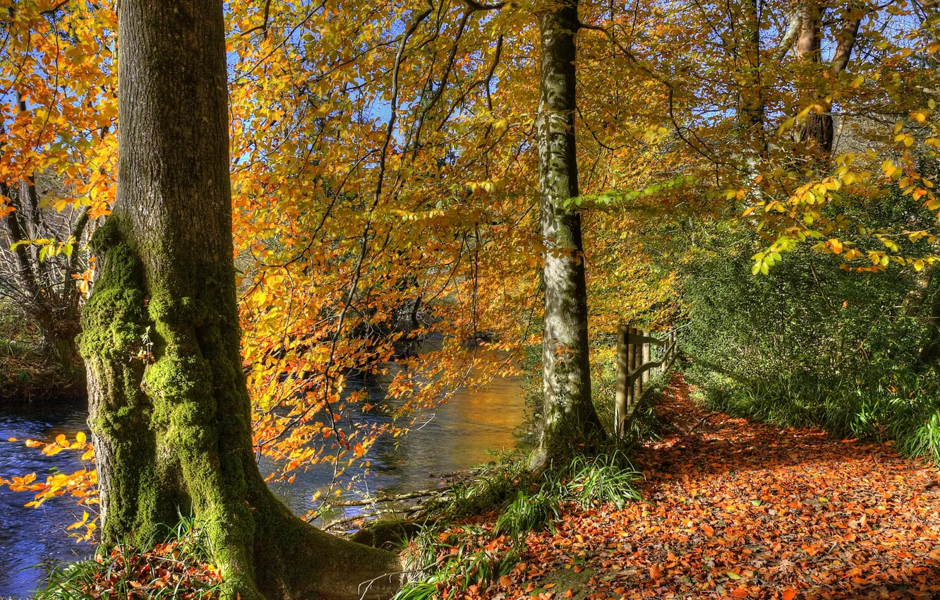 Photo wallpaper autumn, forest, leaves, trees, pond, Park, river