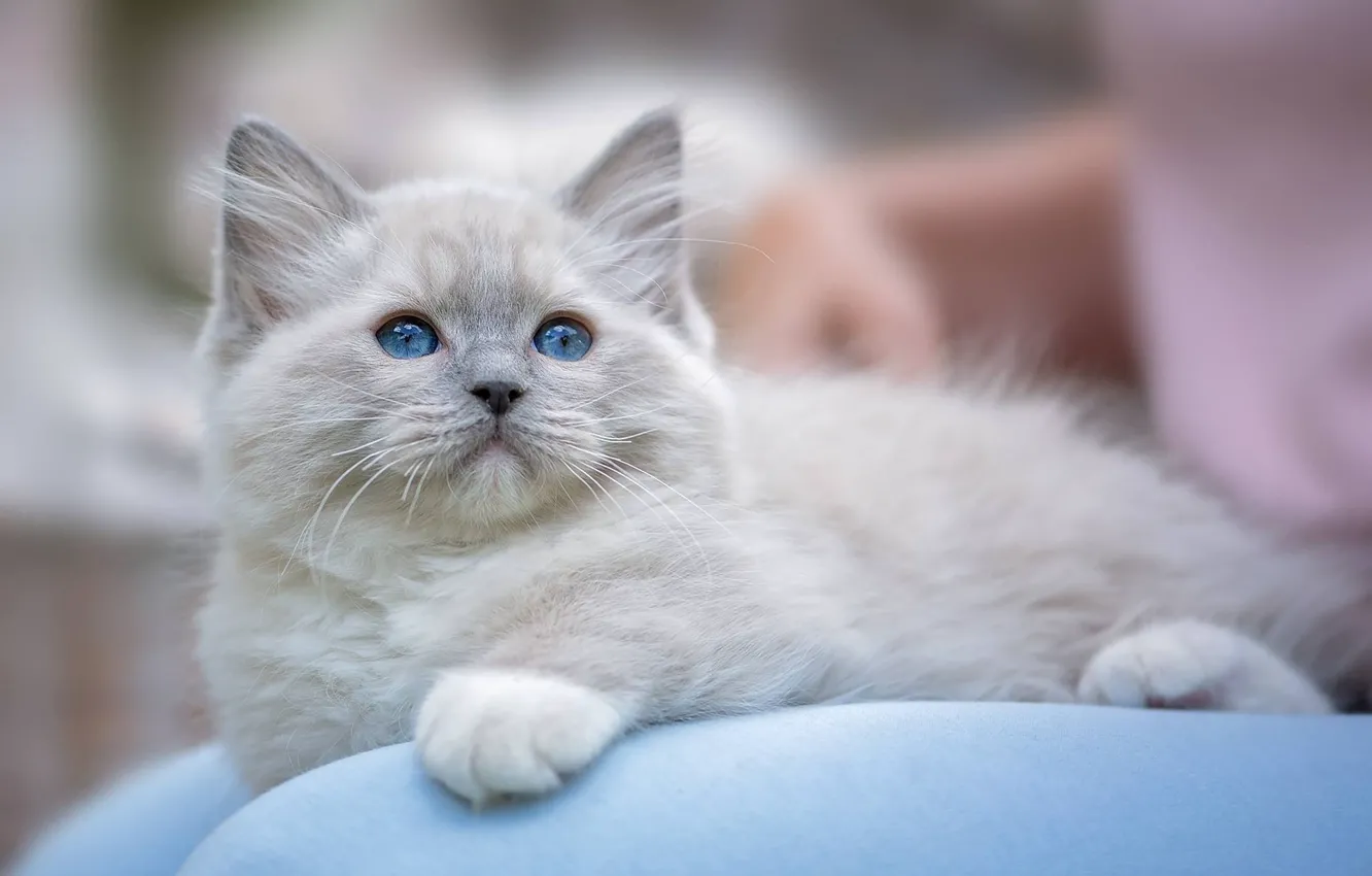 Photo wallpaper kitty, blue eyes, Ragdoll