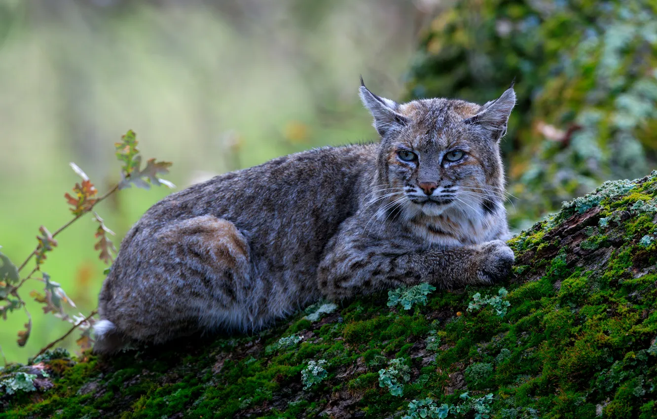 Photo wallpaper moss, lynx, wild cat