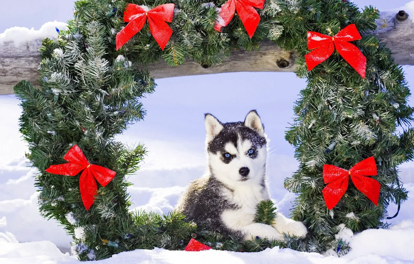 Photo wallpaper snow, Christmas, puppy, husky