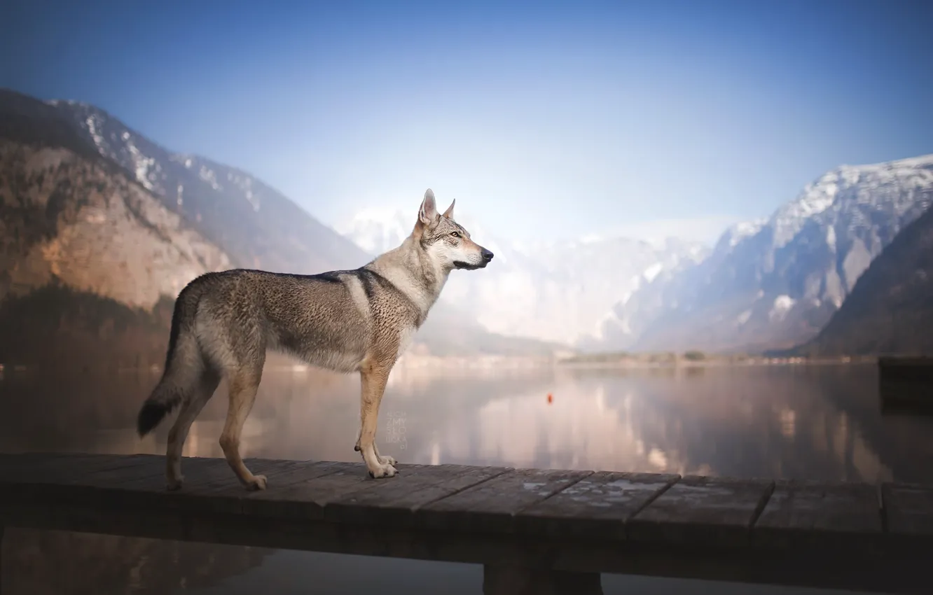 Photo wallpaper bridge, lake, dog