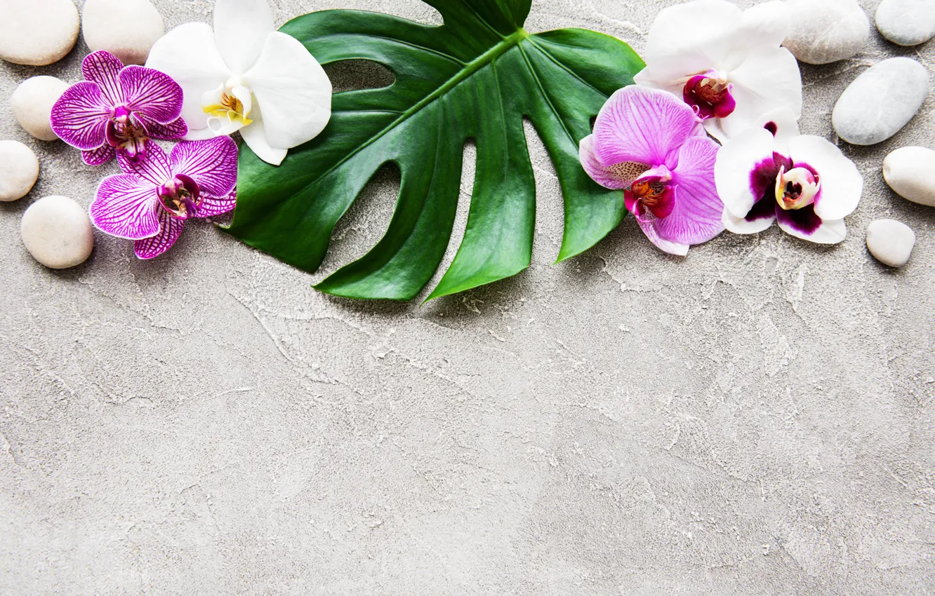 Photo wallpaper leaves, flowers, stones, Orchid, pink, flowers, orchid, stones