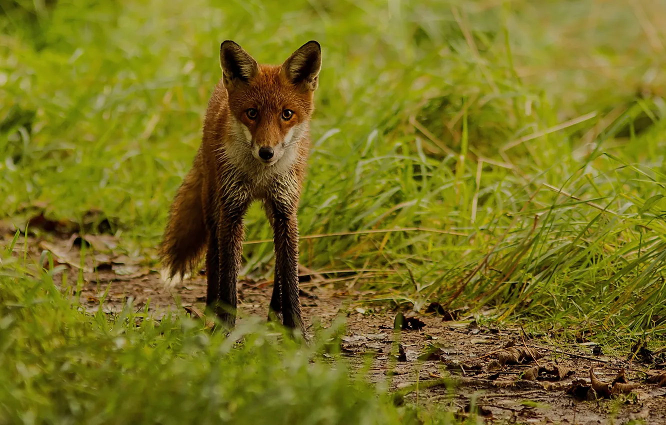 Photo wallpaper grass, blur, Fox, red