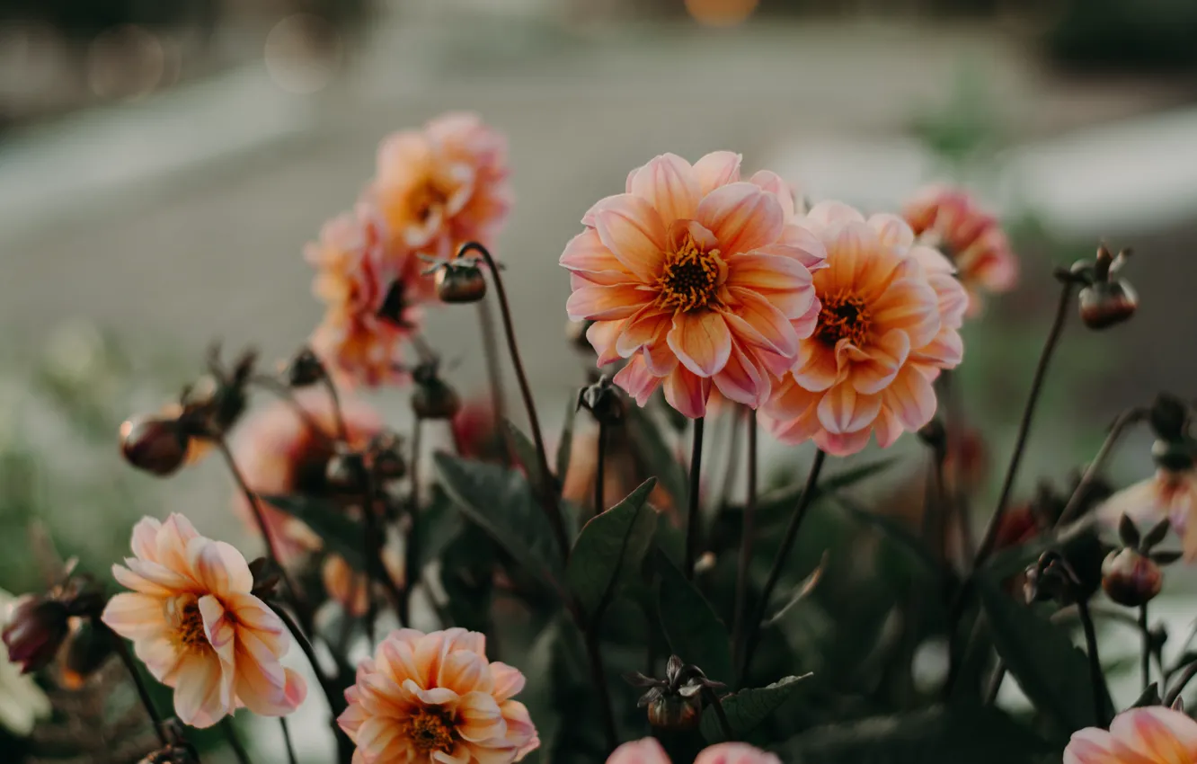 Photo wallpaper flowers, orange, dahlias