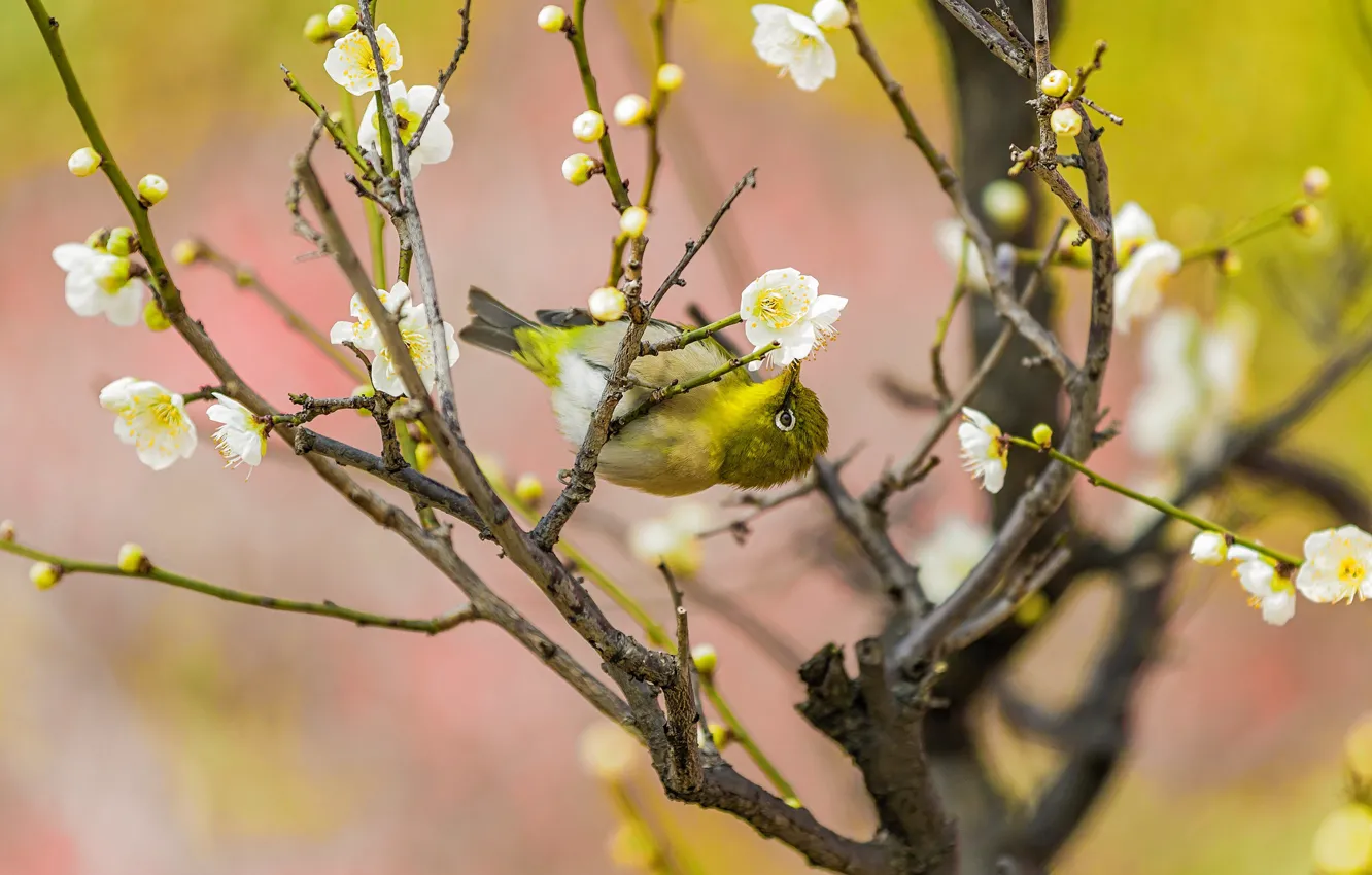 Photo wallpaper flowers, branches, yellow, pose, green, bird, beauty, blur