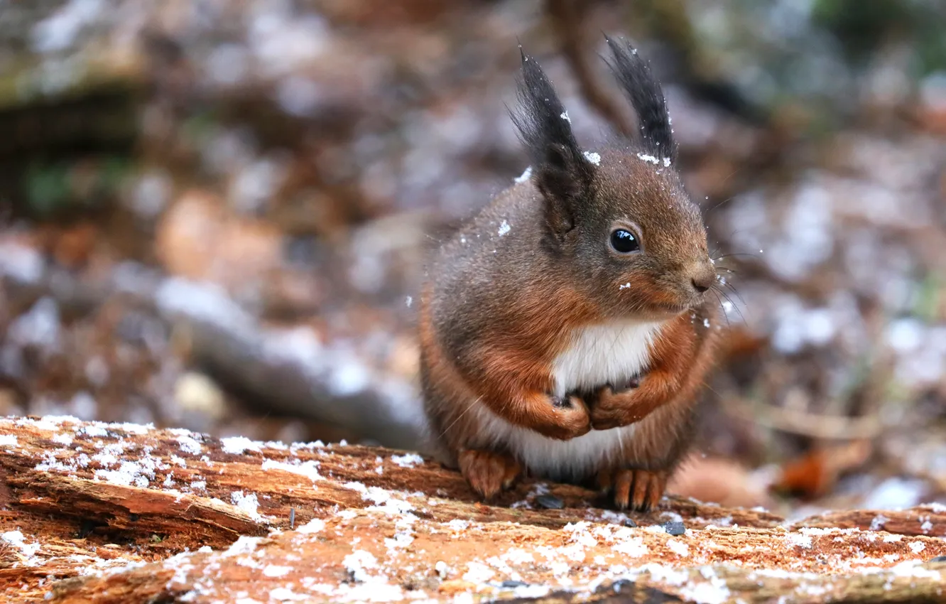 Photo wallpaper winter, autumn, look, snow, nature, pose, background, portrait