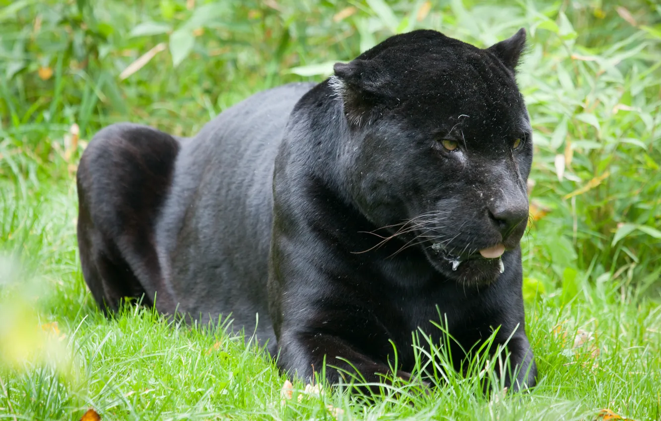 Photo wallpaper cat, grass, black, Jaguar