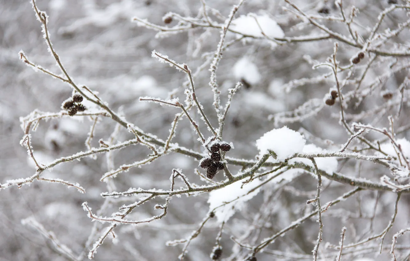 Photo wallpaper winter, frost, forest, trees, branches, tree, branch, cold