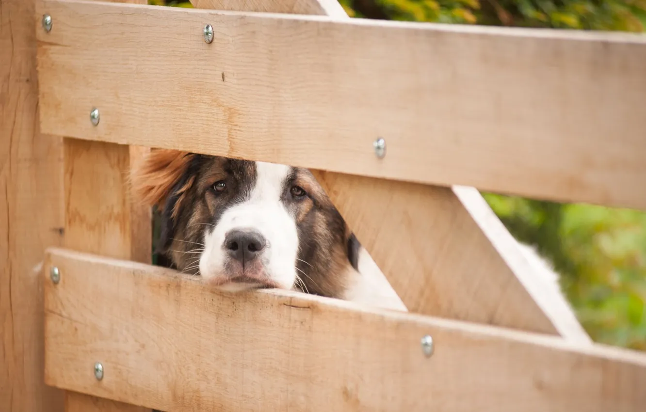 Photo wallpaper look, each, dog