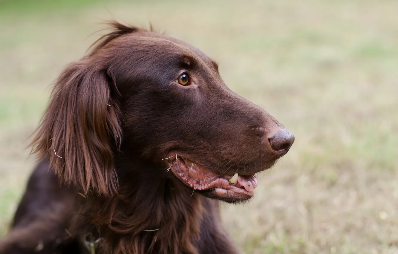 Photo wallpaper look, background, dog