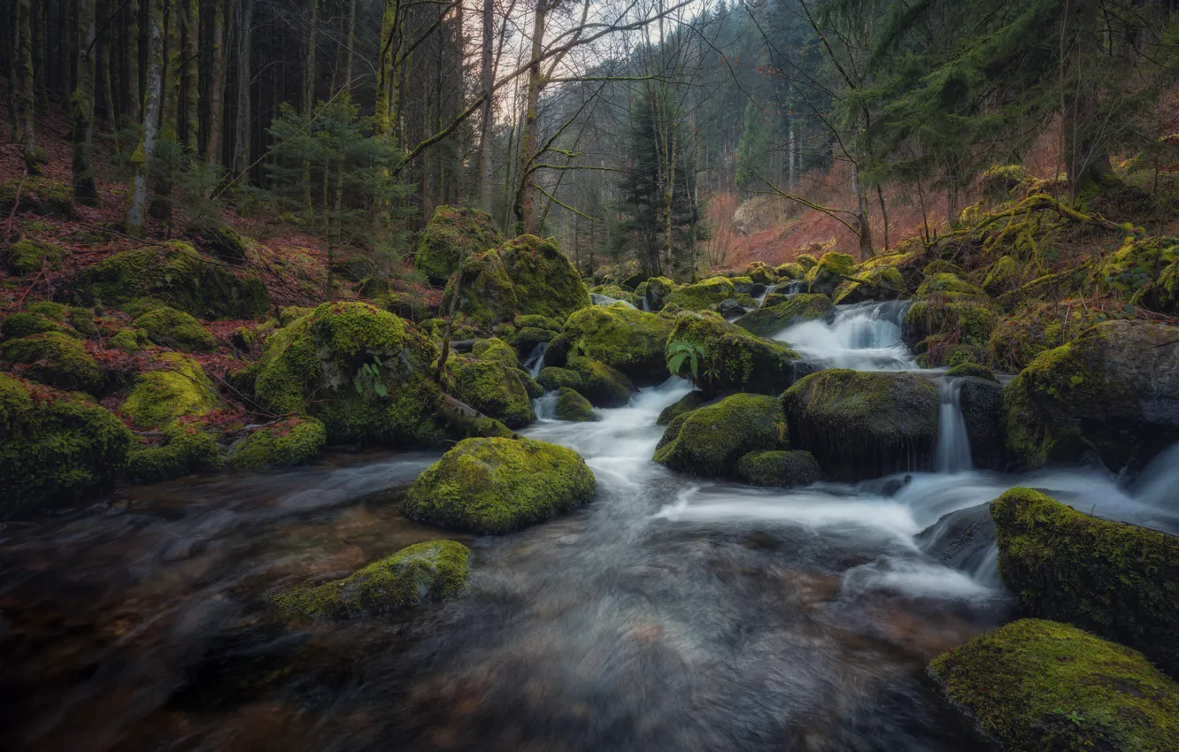Photo wallpaper forest, stream, stones, moss, Germany, river, Germany, Baden-Württemberg