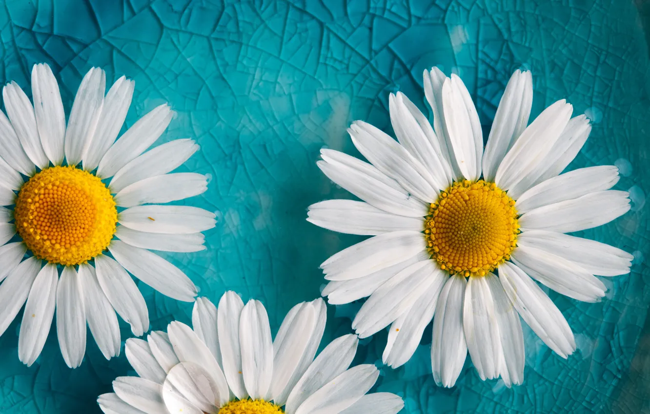 Photo wallpaper background, chamomile, petals, flowers