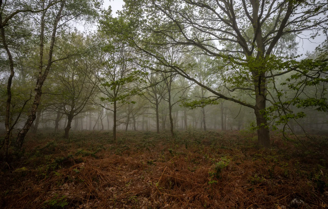 Photo wallpaper forest, the sky, grass, leaves, trees, nature, fog, overcast