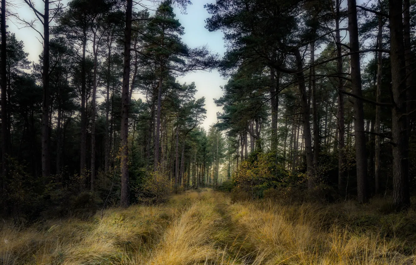 Photo wallpaper autumn, forest, nature