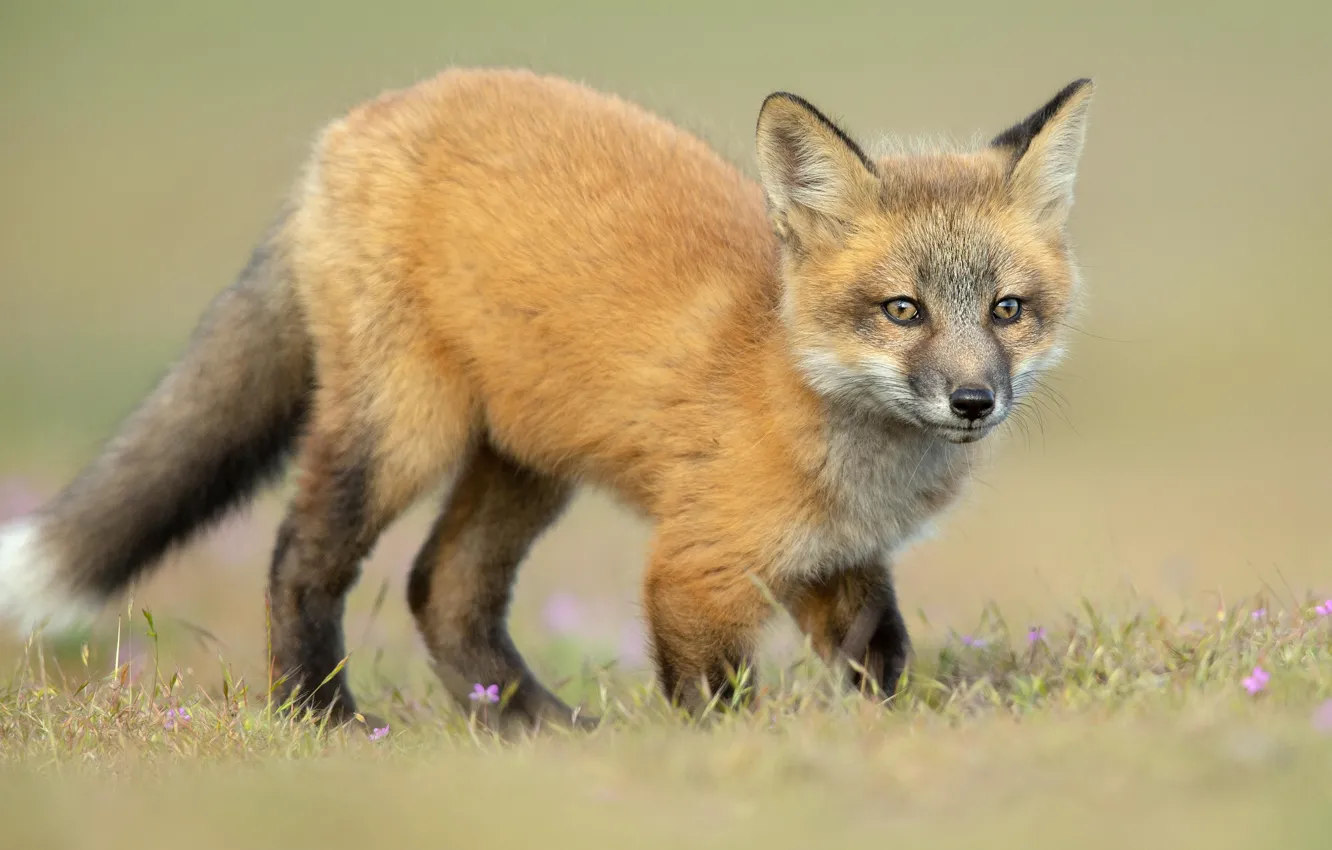 Photo wallpaper look, pose, background, baby, Fox, red, cub, face