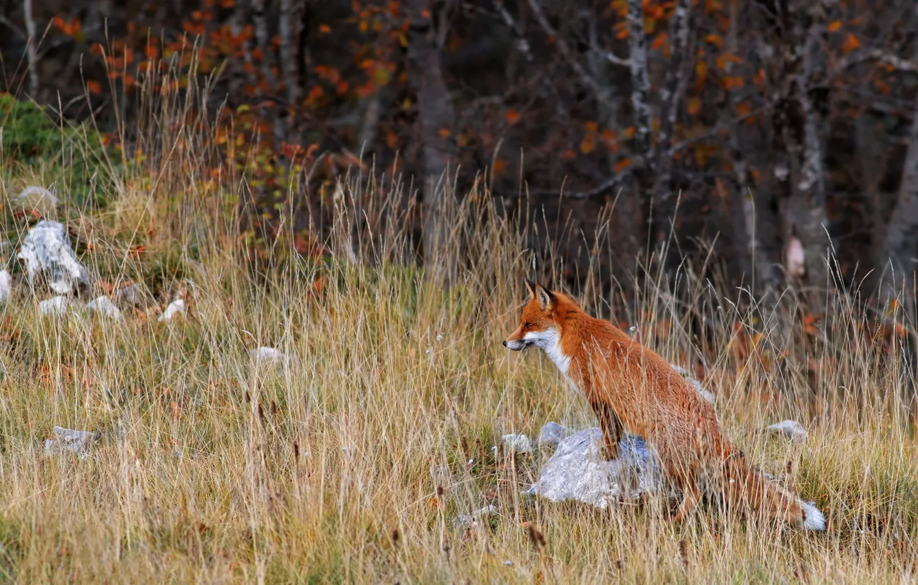Photo wallpaper autumn, forest, grass, branches, foliage, Fox, profile, red