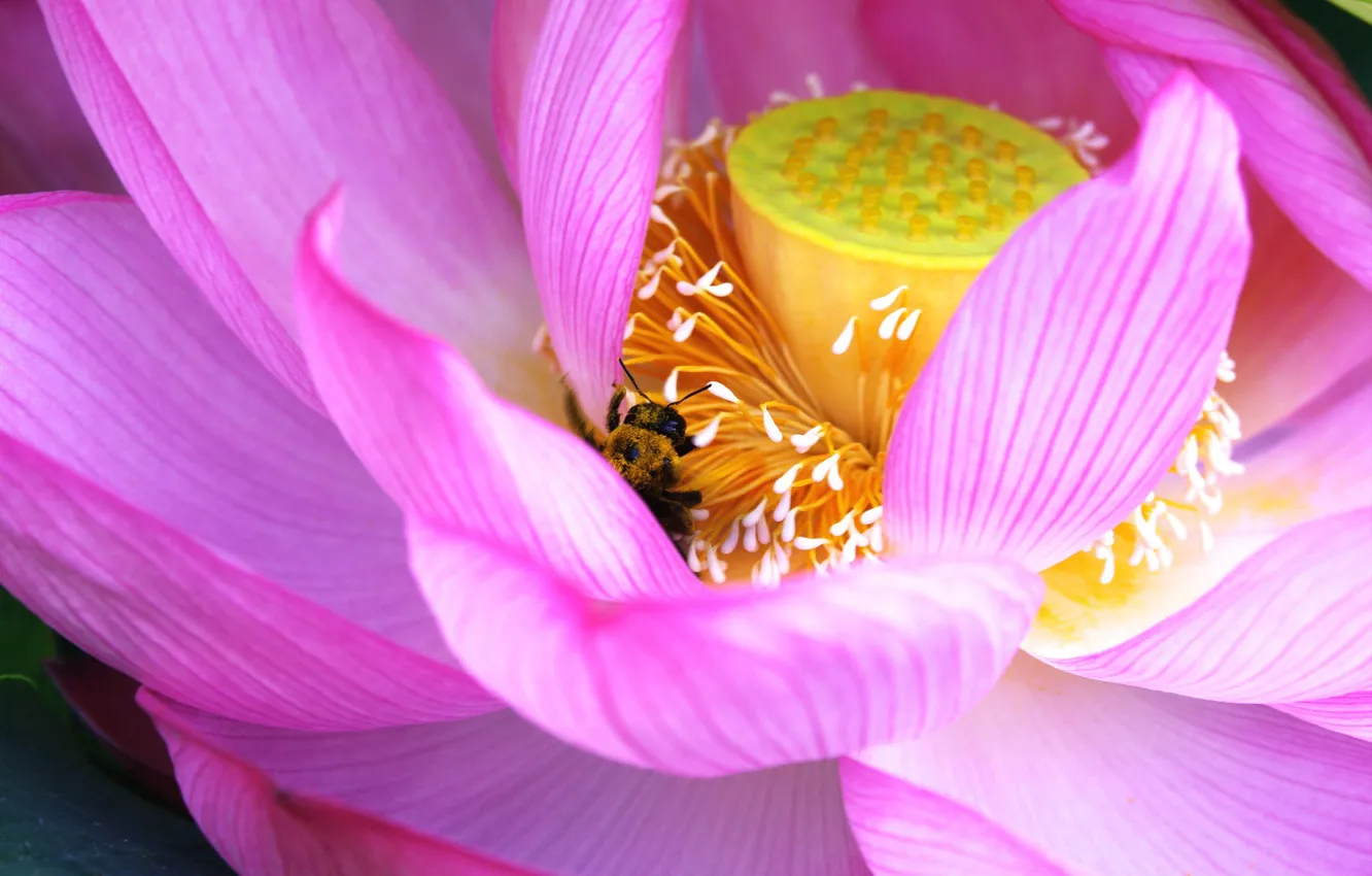Photo wallpaper macro, bee, Lotus