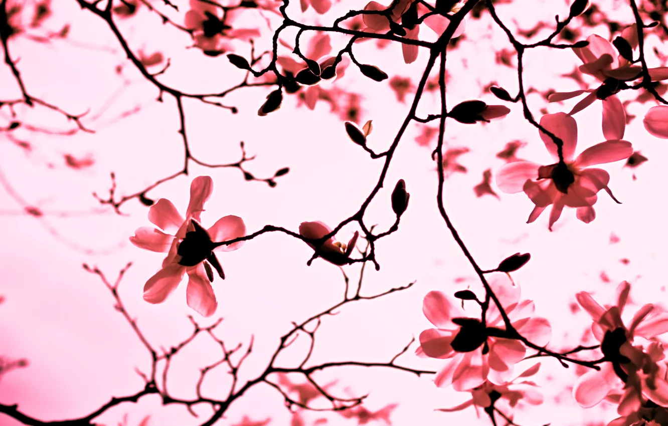 Photo wallpaper flowers, branches, nature, pink, branch, spring, petals, Magnolia