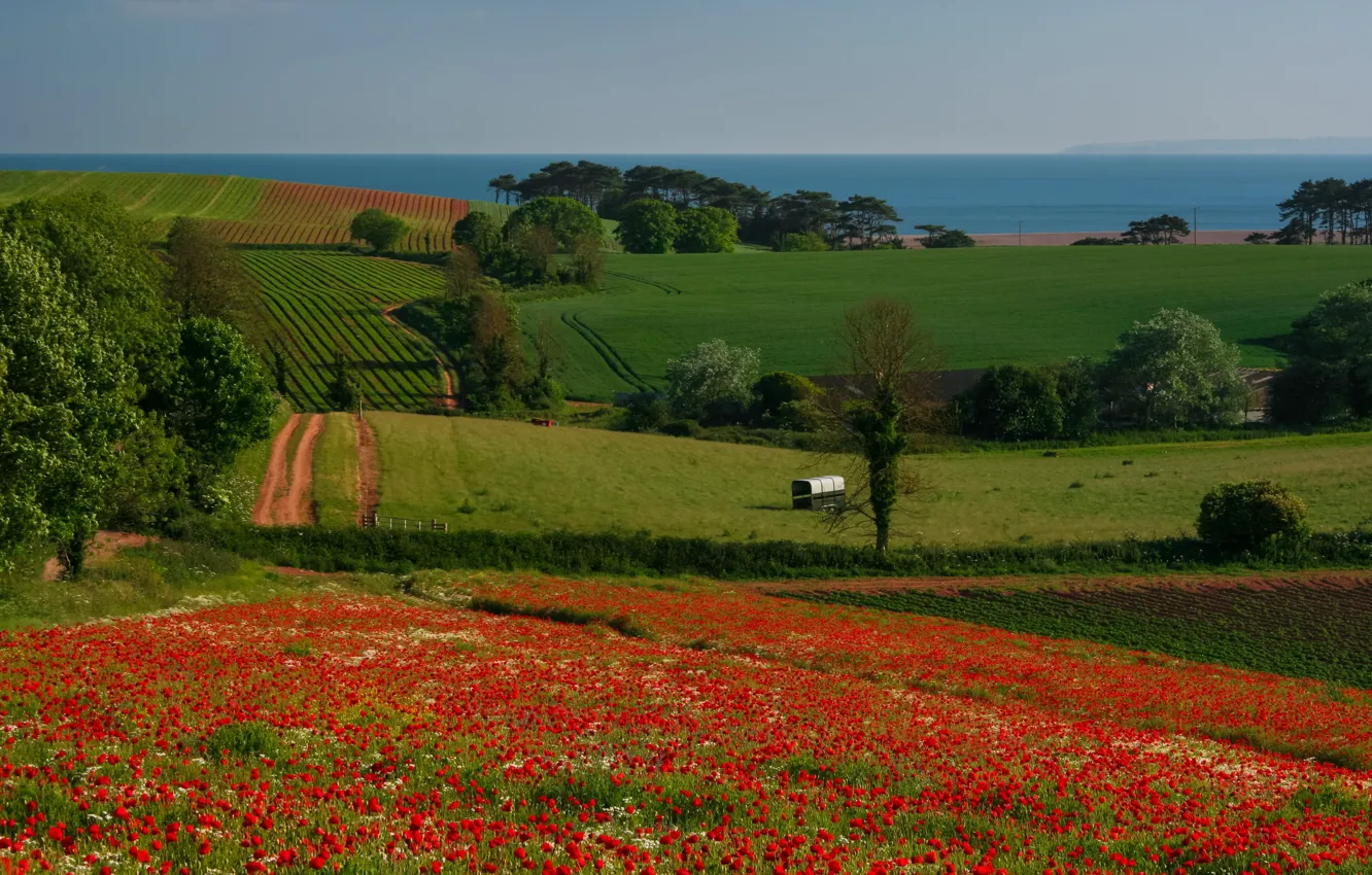 Photo wallpaper road, greens, field, summer, the sky, grass, trees, flowers