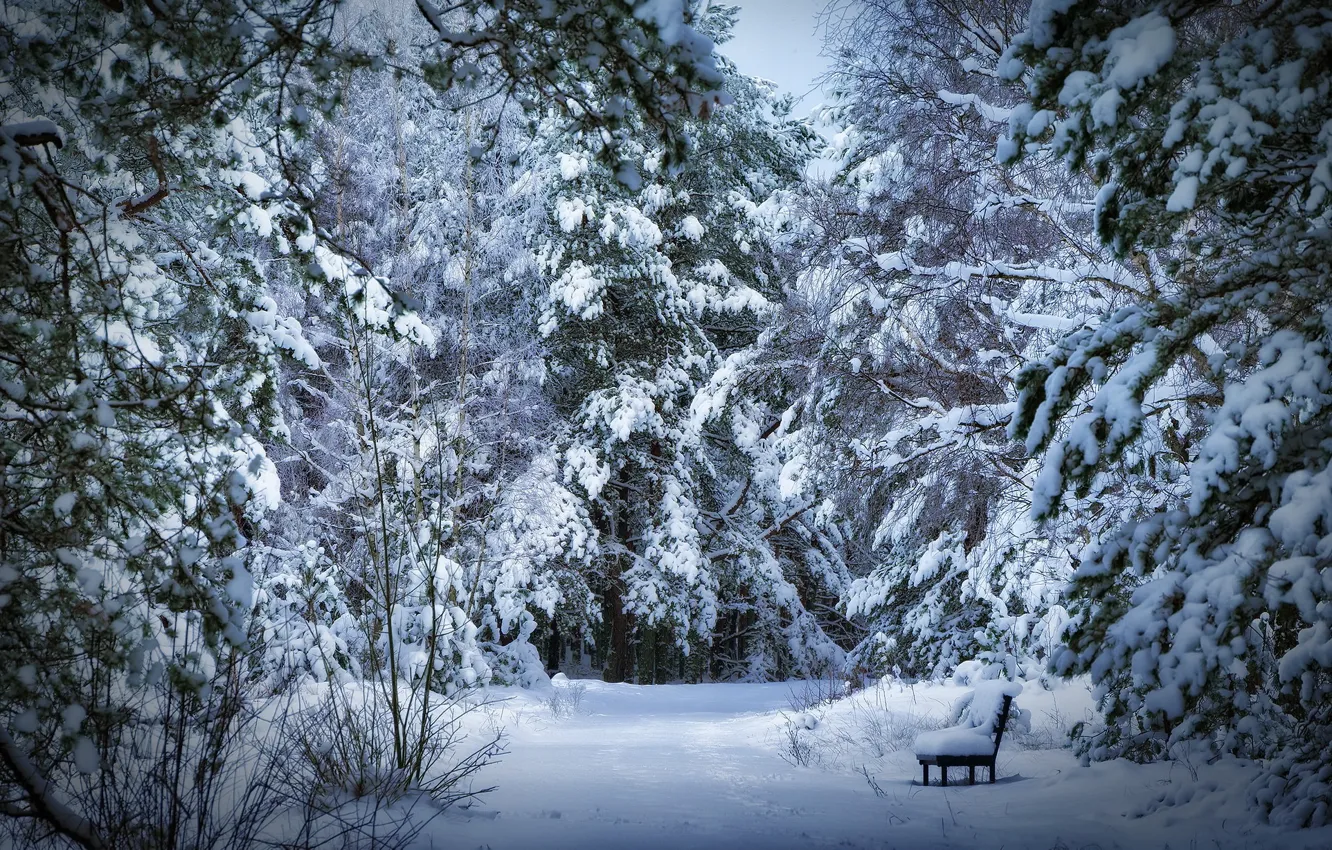 Photo wallpaper winter, Park, bench