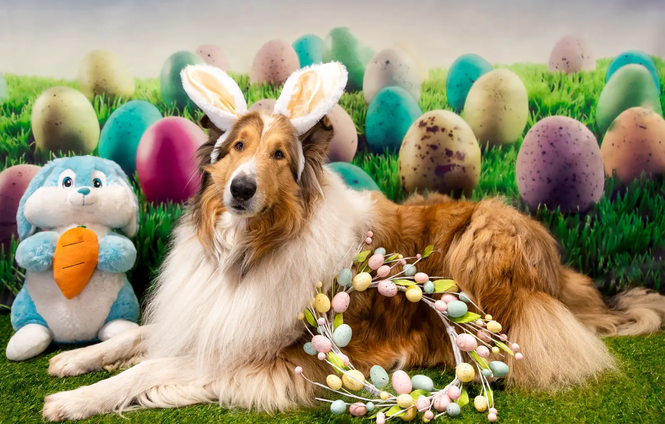 Photo wallpaper holiday, eggs, dog, Easter, wreath