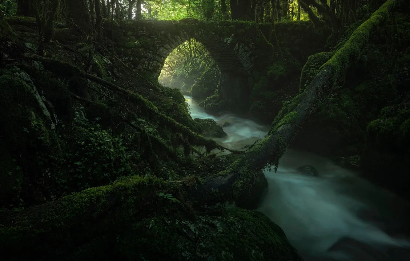 Photo wallpaper forest, branches, nature, river, stream, moss, stream, the bridge
