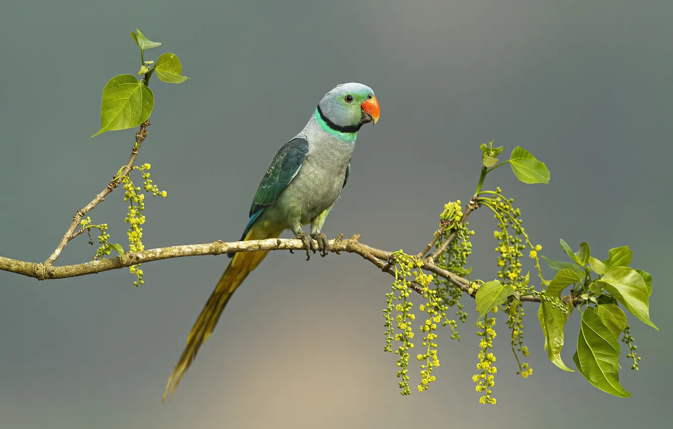 Photo wallpaper leaves, branches, pose, background, bird, parrot, flowering, sitting on a branch