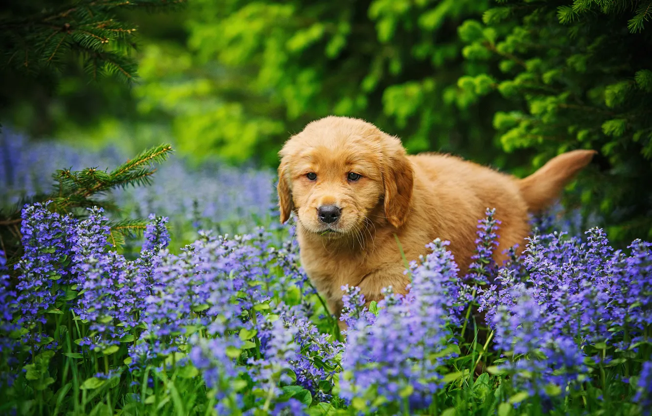 Photo wallpaper look, flowers, glade, dog, puppy, red, walk, face