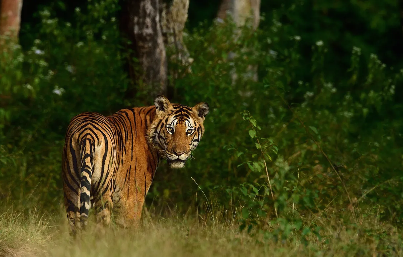 Photo wallpaper look, nature, tiger