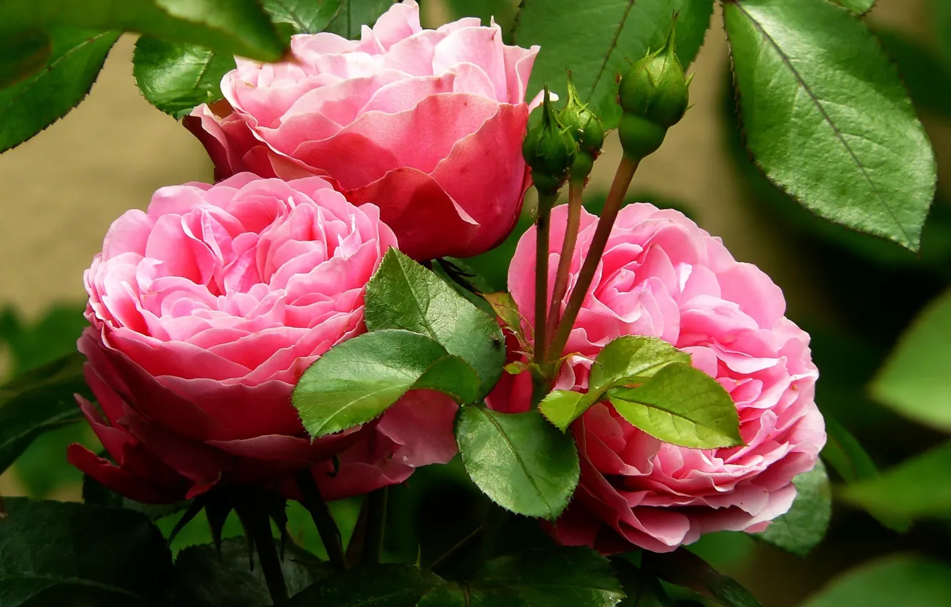 Photo wallpaper leaves, pink, three roses