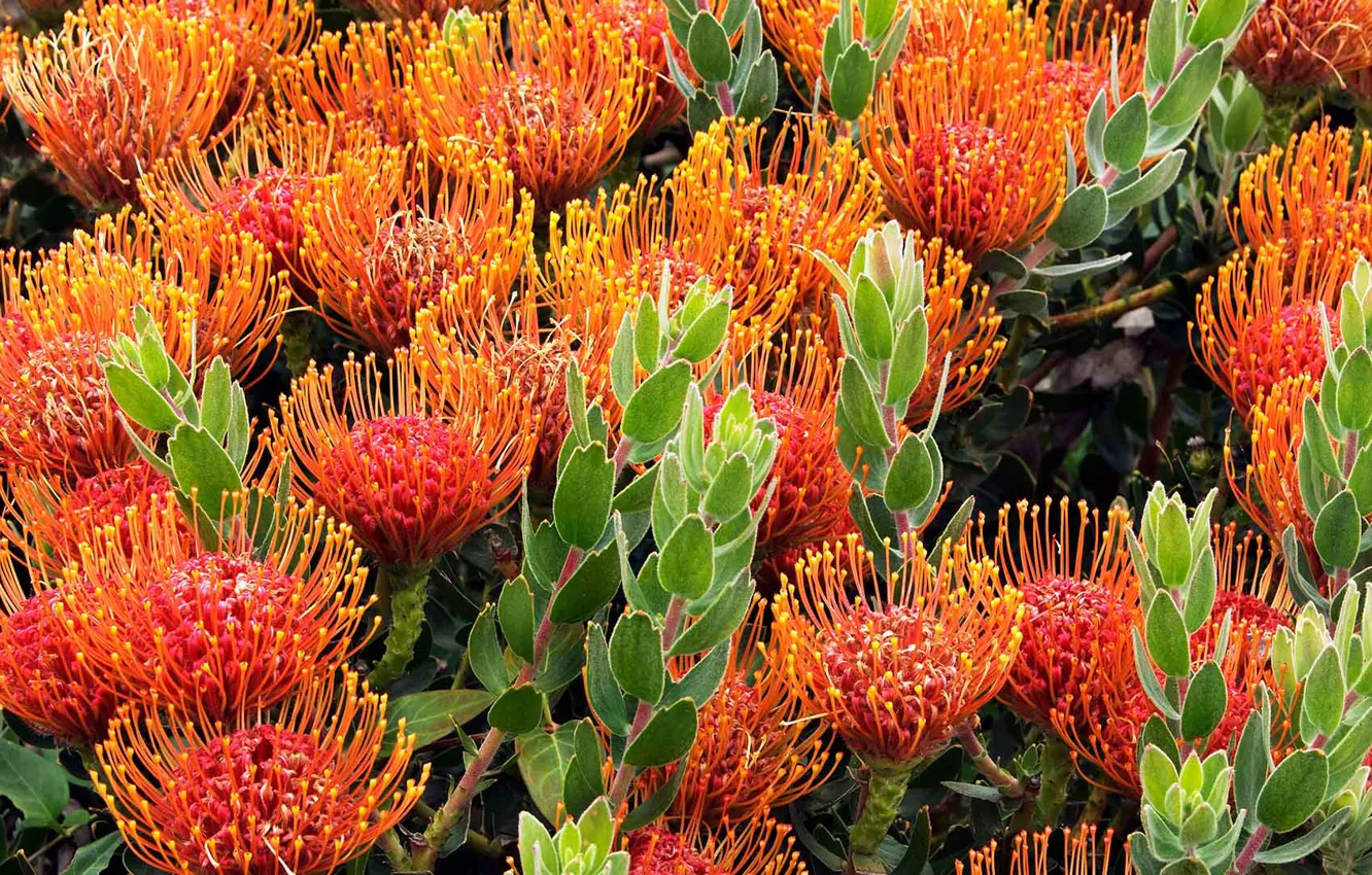 Photo wallpaper leaves, flowers, plant, Australia, Tasmania