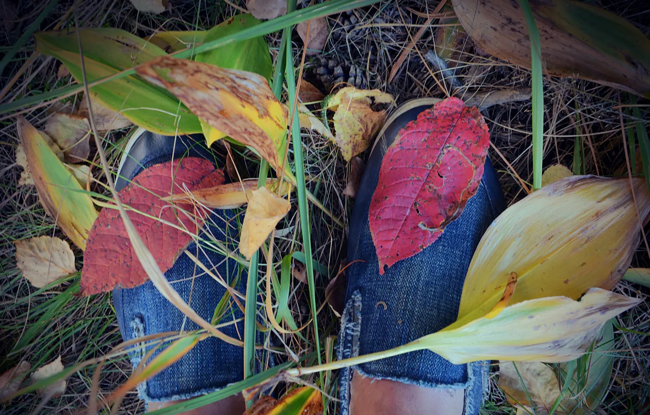 Photo wallpaper autumn, leaves, red, sneakers, August, Vasil Anders