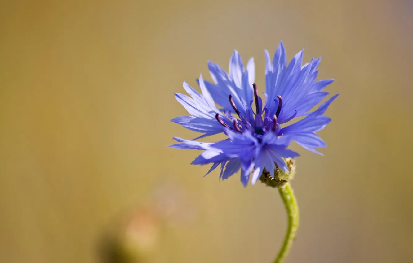 Photo wallpaper flower, macro, blue, field, Cornflower