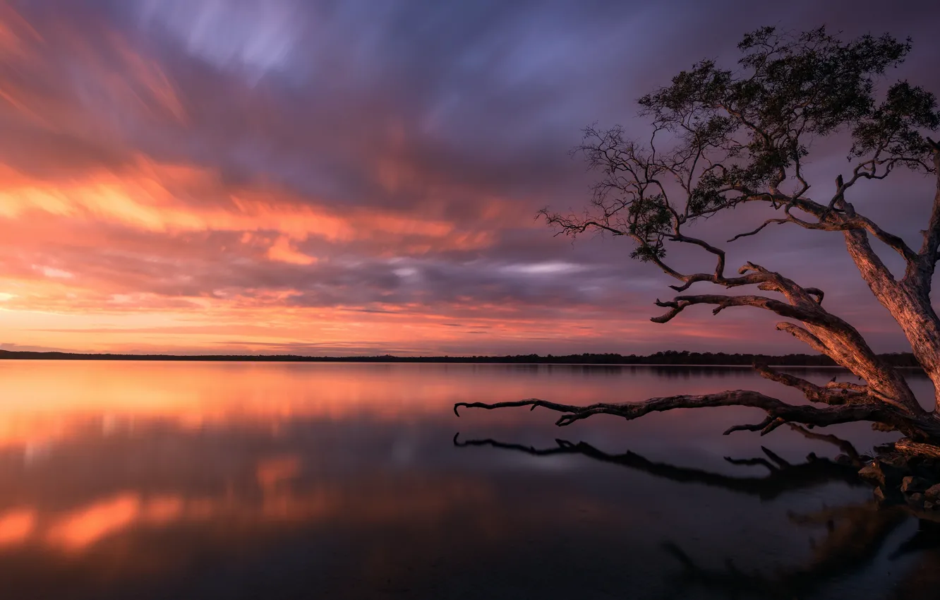 Photo wallpaper the sky, clouds, sunset, branches, reflection, tree, dawn, shore