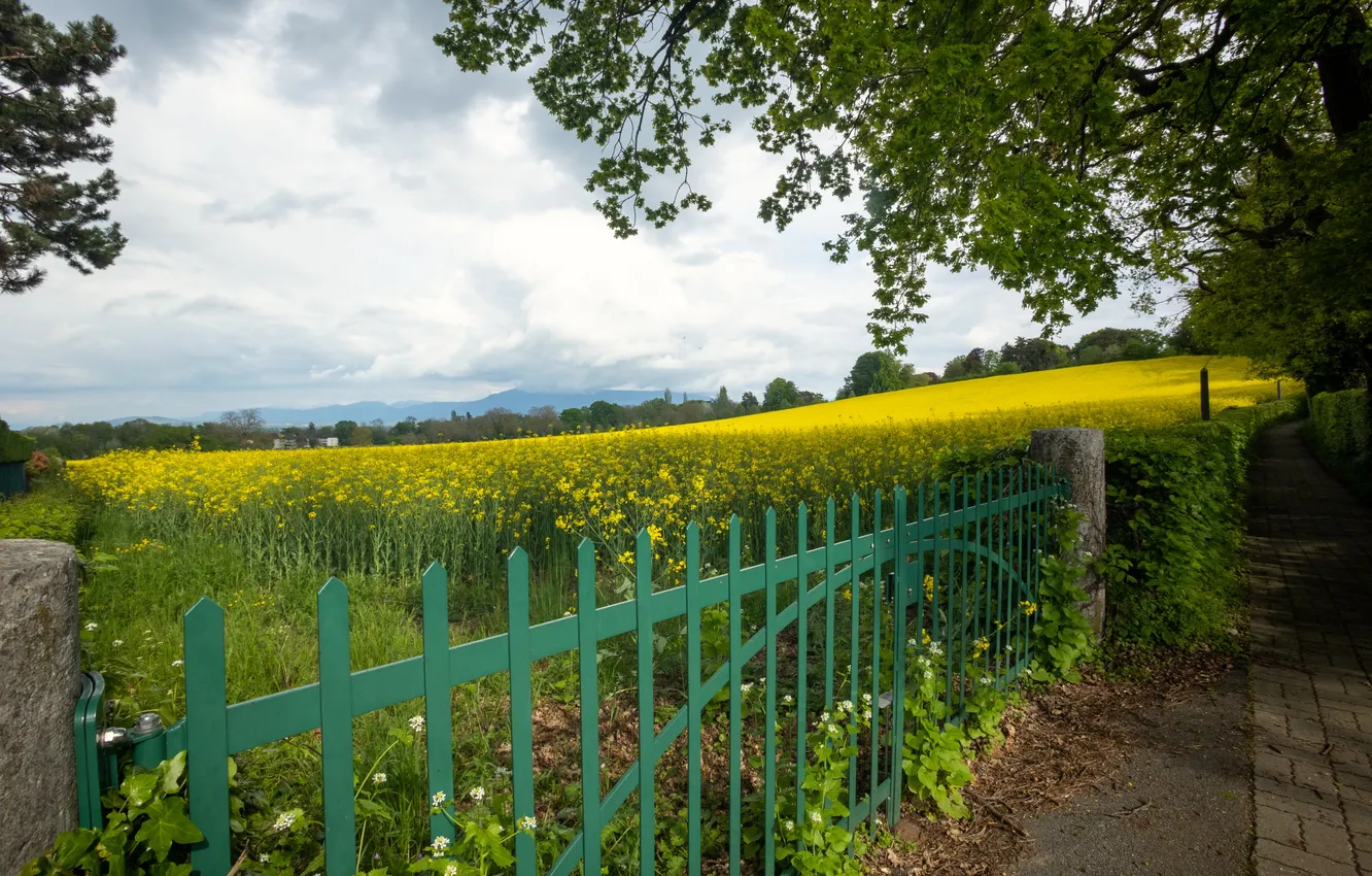 Photo wallpaper field, trees, the fence, rape, rapeseed field