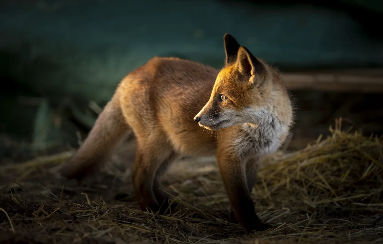 Photo wallpaper animal, Fox, hay, Fox