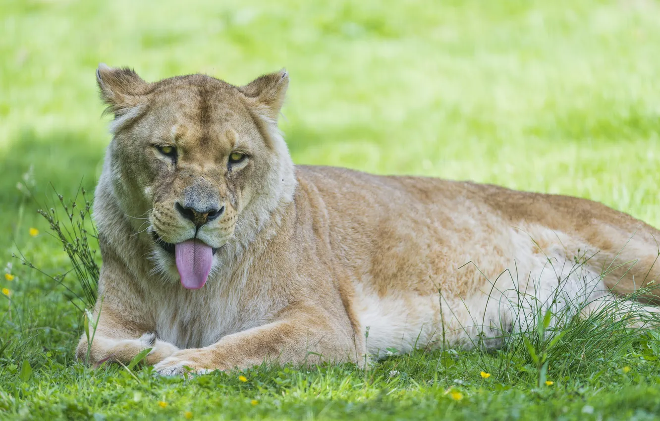 Photo wallpaper language, cat, summer, grass, lioness, ©Tambako The Jaguar