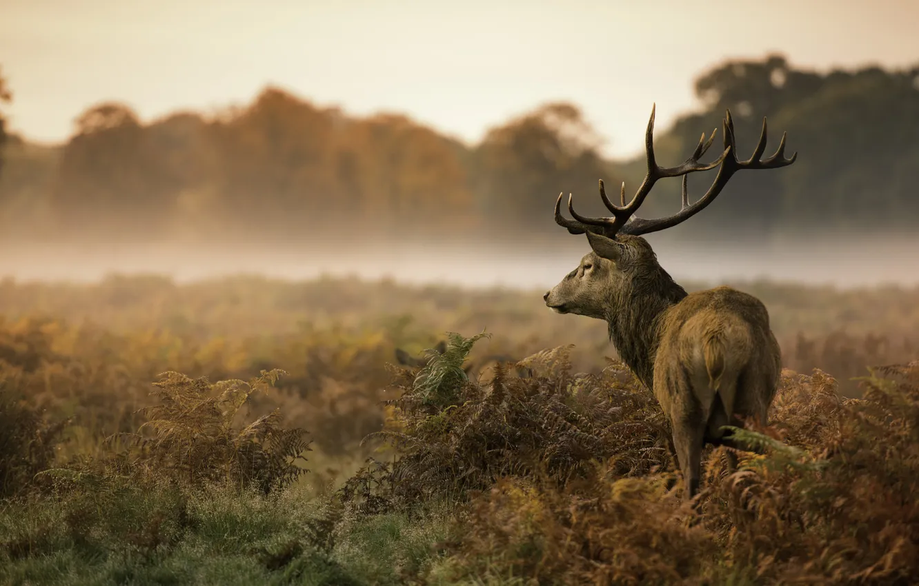Photo wallpaper nature, deer, horn