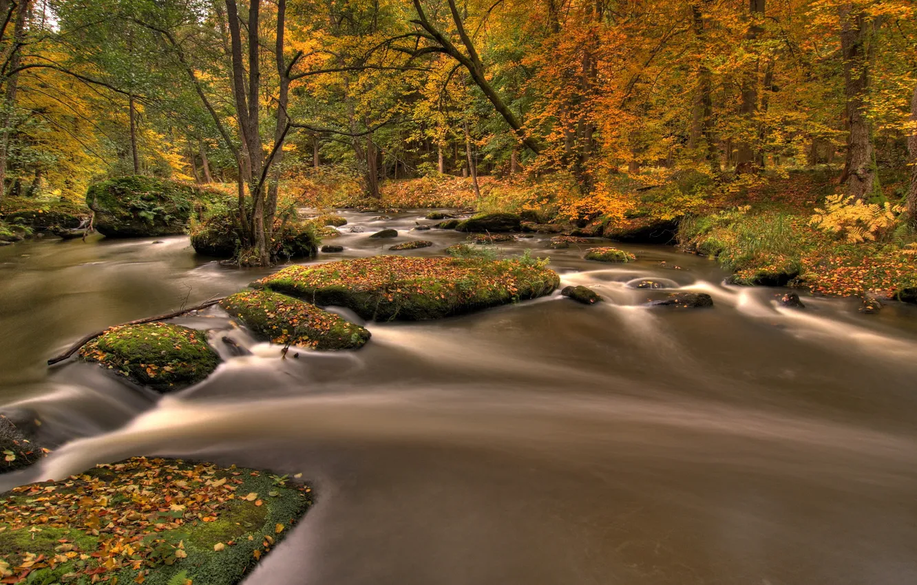 Photo wallpaper autumn, forest, leaves, nature, river, stream