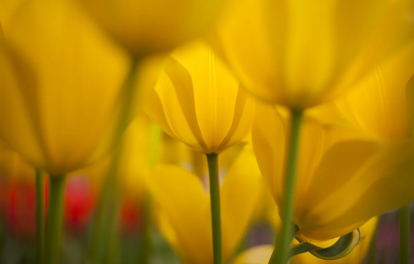 Photo wallpaper nature, spring, yellow, tulips