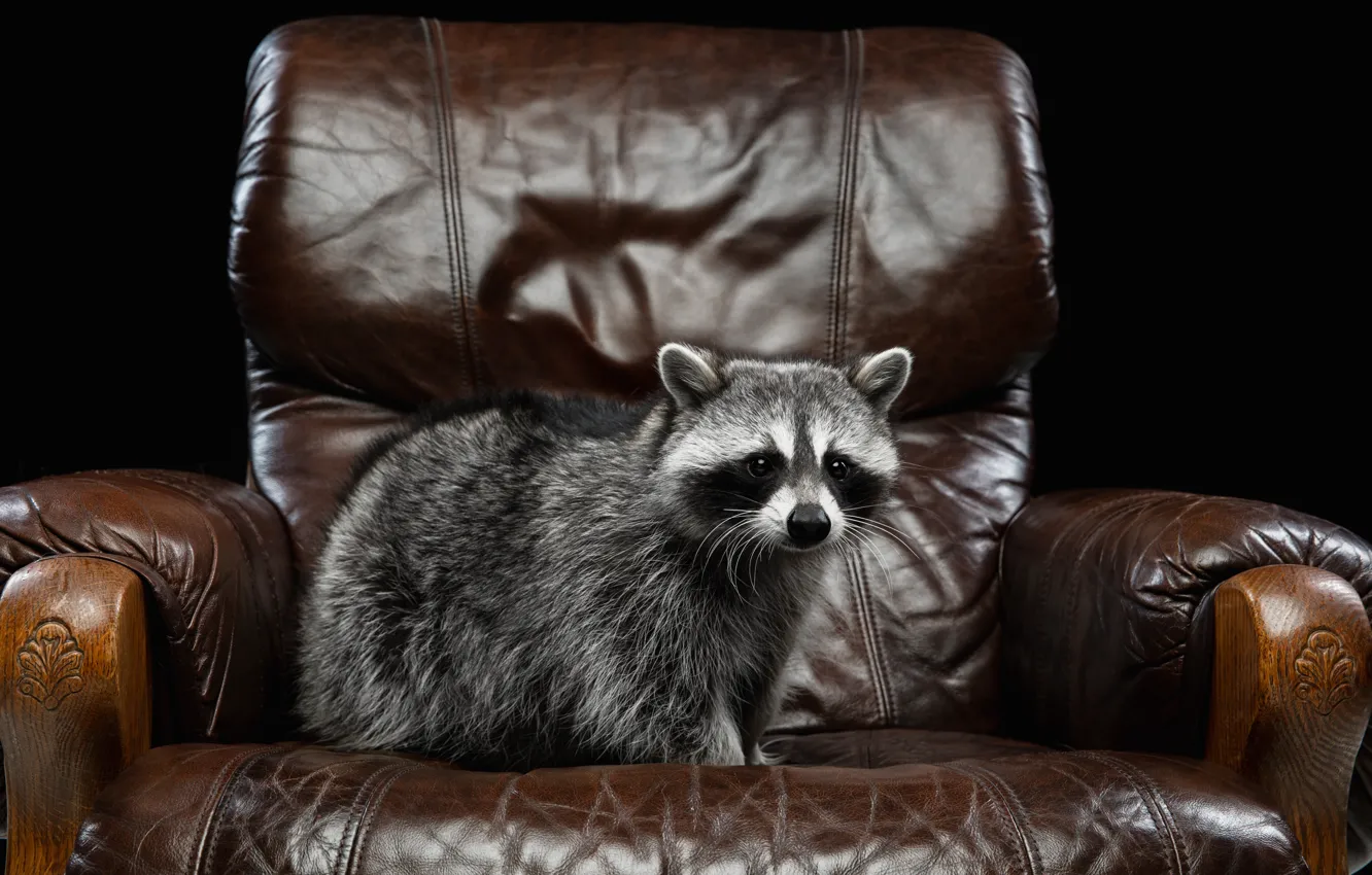 Photo wallpaper look, the dark background, chair, raccoon, face, sitting, pet, leather