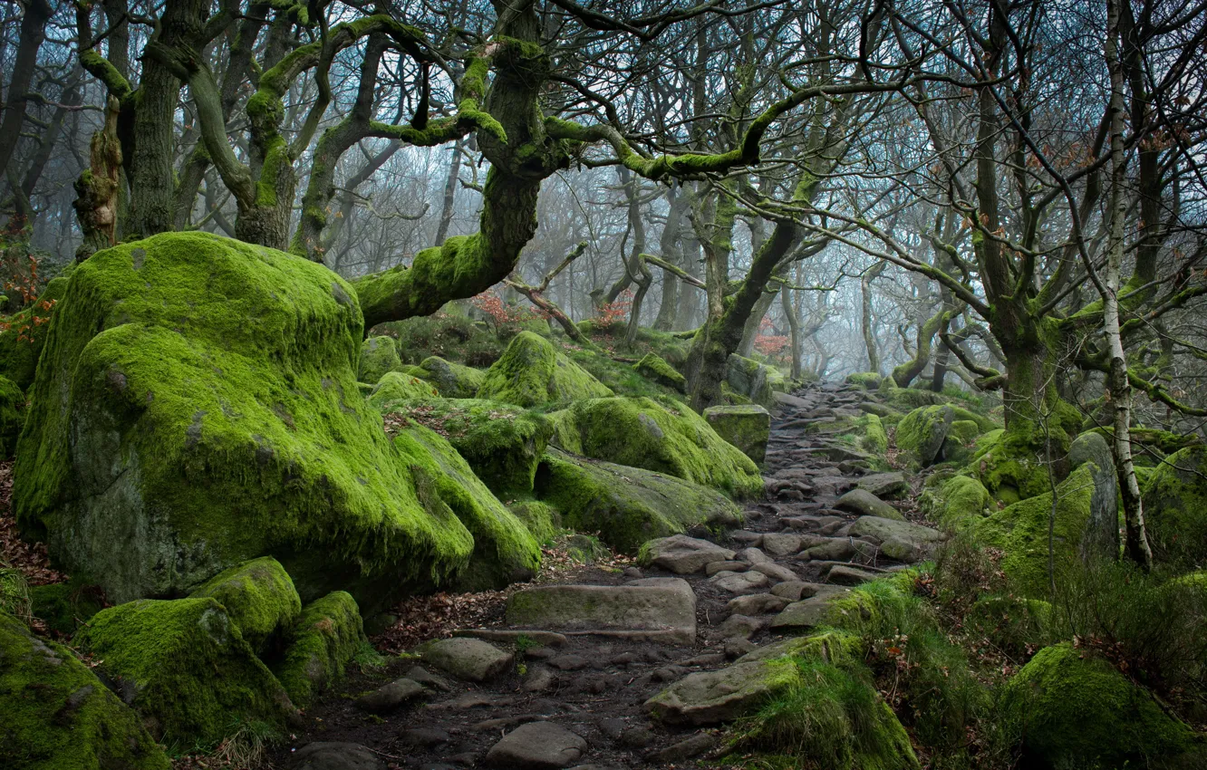 Photo wallpaper autumn, trees, fog, stones, moss, track